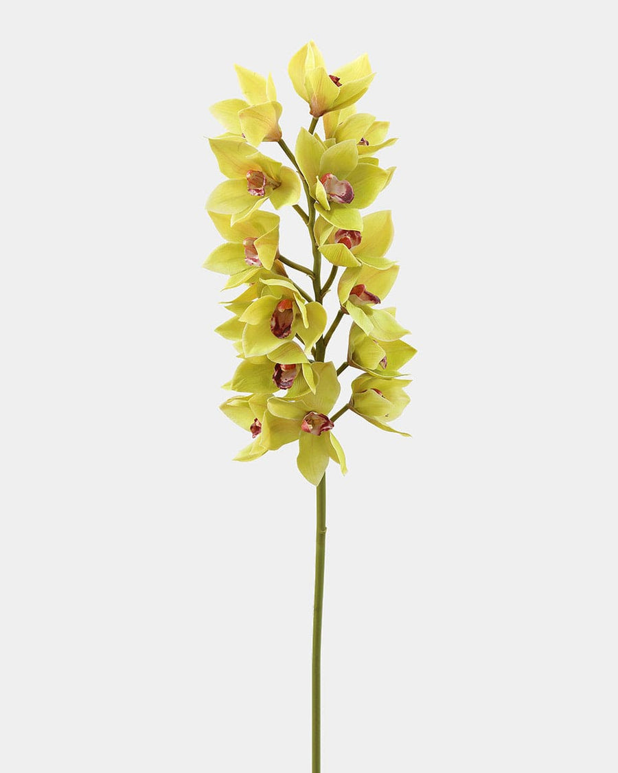 Green Cymbidium Orchid